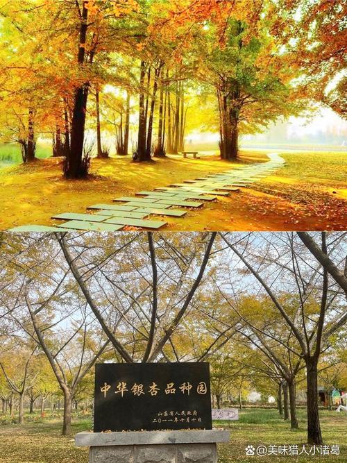 中国银杏之乡是哪个城市（银杏之乡慢游指南泰兴等地赏秋）