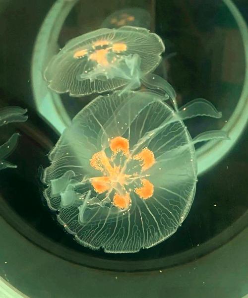 水母好养吗能活多久(水母美丽却难养家庭养殖风险高适合观测与仿真) 水母好养吗能活多久(水母美丽却难养家庭养殖风险高适合观测与仿真)