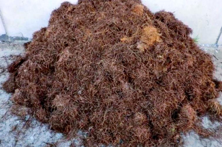 不能用松针土的花有哪些（松针土透气排水好，适合杜鹃蓝莓等酸性植物）