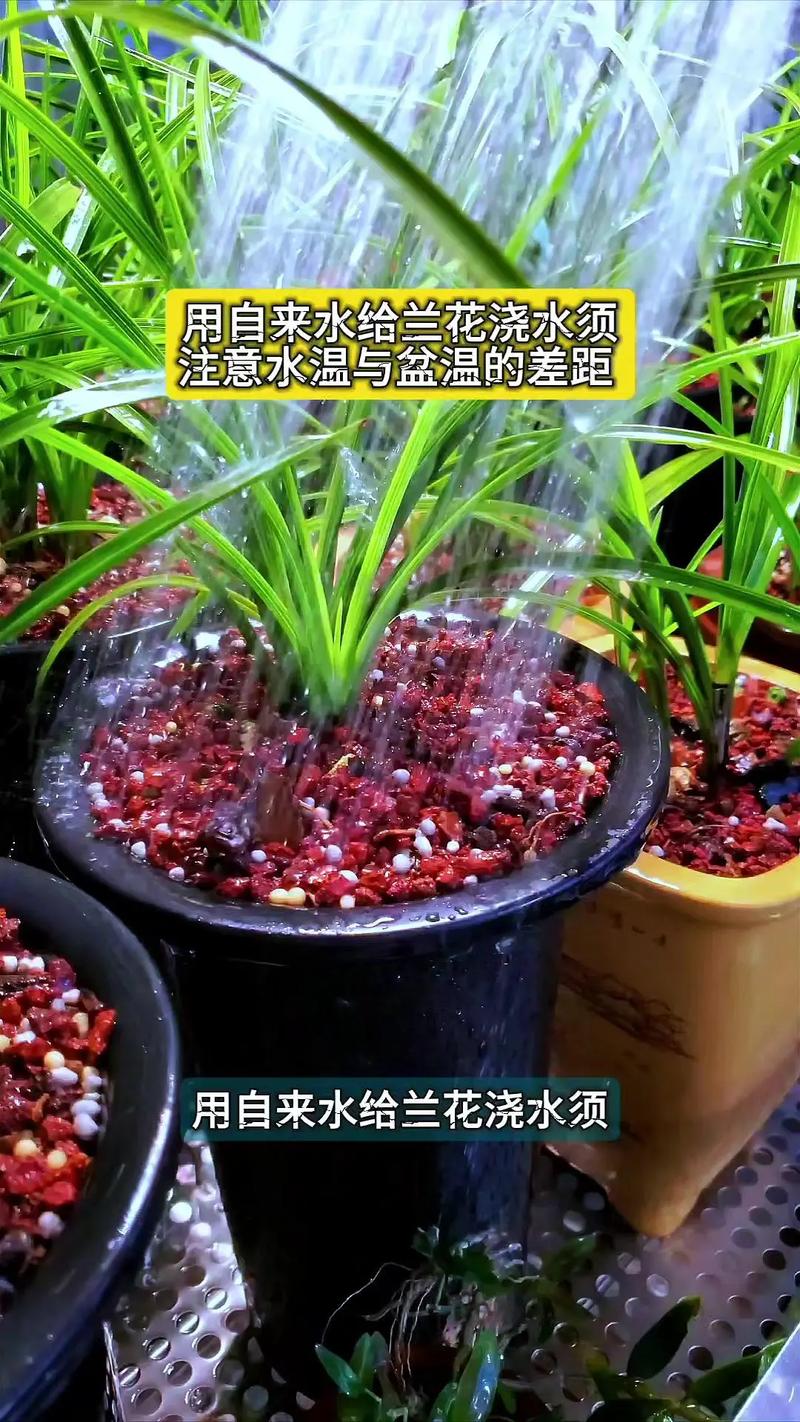 兰花浇水的正确方法（见干见湿浸透盆底随季节调整）