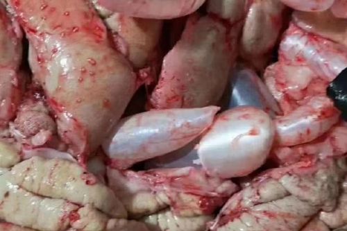 12月鲤鱼一般肚子有籽吗（鲤鱼繁殖季节与控温控光养殖要点）