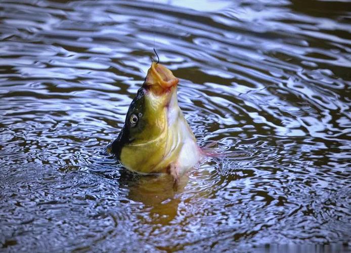 鲤鱼阴天怎么钓（少量多次打窝与两套线组要点）