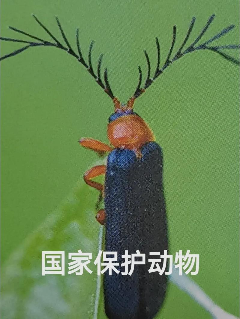 萤火虫是益虫吗（萤火虫生态与保护要点栖息地光污染公众参与）