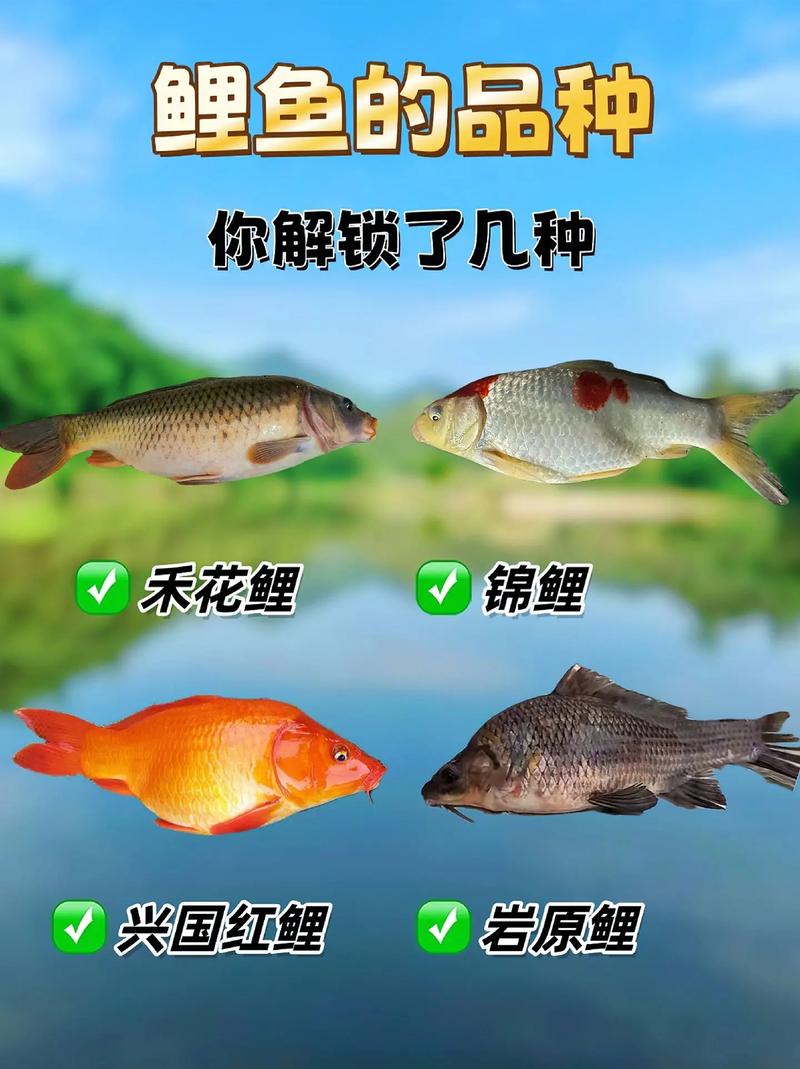 鲤鱼几份甩籽的是什么鱼（水温日照水流决定，巢穴与养殖要点）