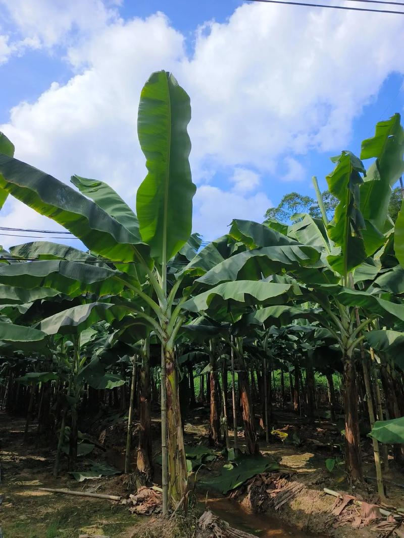 香蕉树是一年一种吗（香蕉树其实是草本地下块茎与吸芽生长要点）