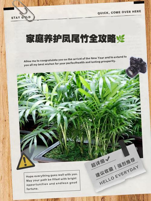 凤尾竹多久浇一次水（见干见湿浇透不积水）