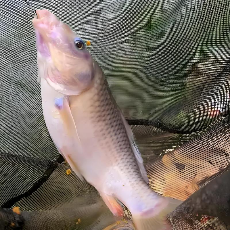 野生鲤鱼甩籽多少(春夏野生鲤鱼籽产卵季节与食用注意)