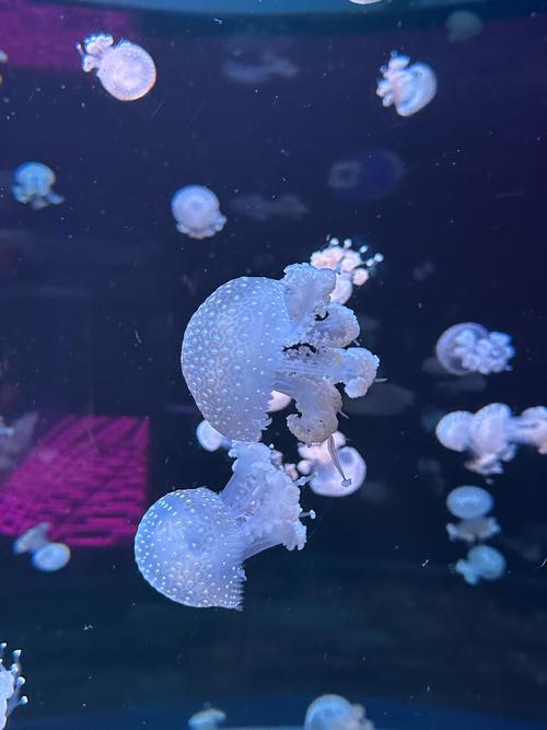 水母可以无限复活吗（衰老不是终点，细胞再生启示医学）