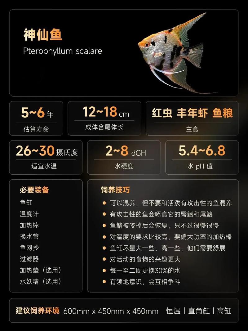 燕鱼能和凤尾鱼一起养吗(水质喂食与尾鳍风险及隐蔽处) 燕鱼能和凤尾鱼一起养吗(水质喂食与尾鳍风险及隐蔽处)