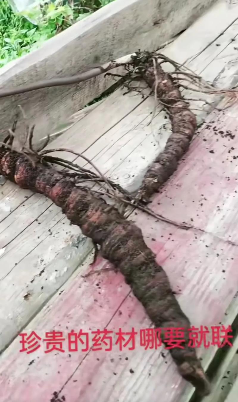 独角莲是什么样子的(独角莲鉴别要点与花期及药用谨慎提示) 独角莲是什么样子的(独角莲鉴别要点与花期及药用谨慎提示)