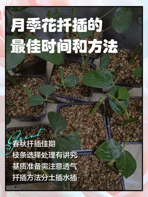 全部用松针土种月季能成活吗（三步要点与配比）