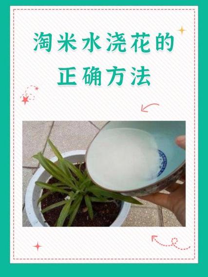 松土精浇花的正确方法（松土精环保降解型土壤改良剂，增透气保水，激活微生物提升肥效）