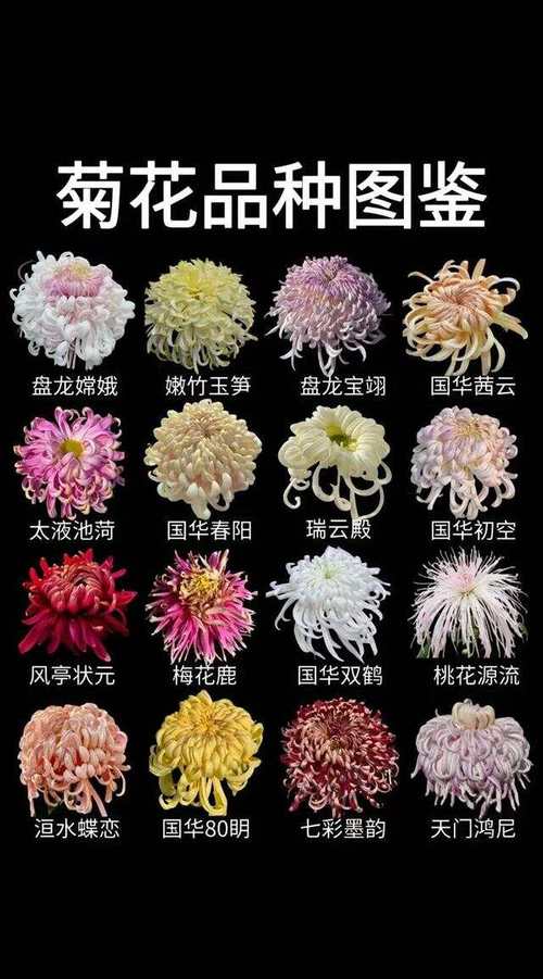 菊花的品种有哪些（花型多用途广）