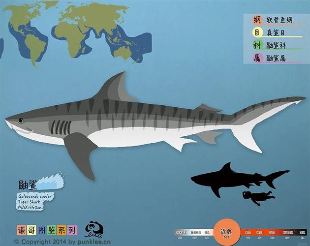 鲨鱼是哺乳动物吗(解剖生理差异与繁殖要点,海洋保护)