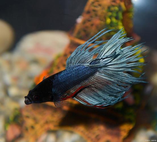 怀孕的凤尾鱼死后会下崽吗（孕期产仔与水质管理）