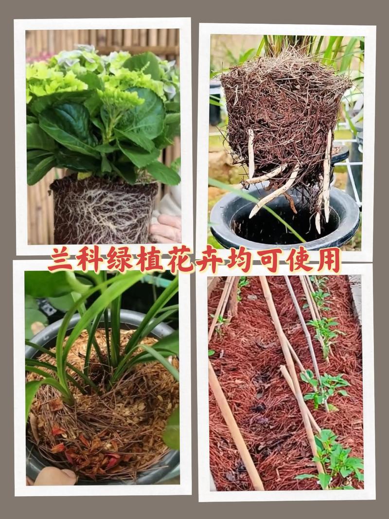 没有腐熟的松针可以种花吗(松针土怎么配?适合酸性植物的混土比例与要点) 没有腐熟的松针可以种花吗(松针土怎么配?适合酸性植物的混土比例与要点)