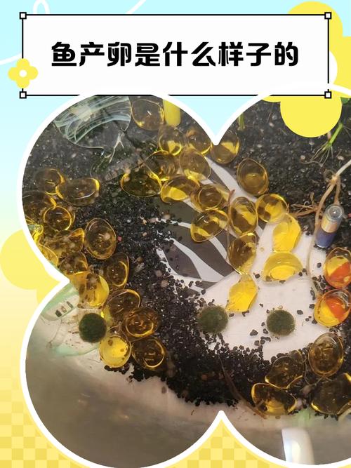 鱼籽一般多久出来小鱼（控温控氧分离亲鱼每日投喂极细熟蛋黄粒）