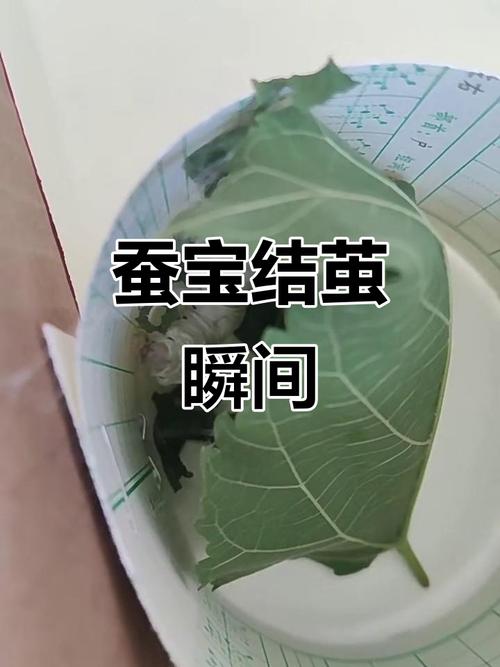 蚕结茧后多久出来（蚕茧羽化全过程温湿度伦理与可持续生产）