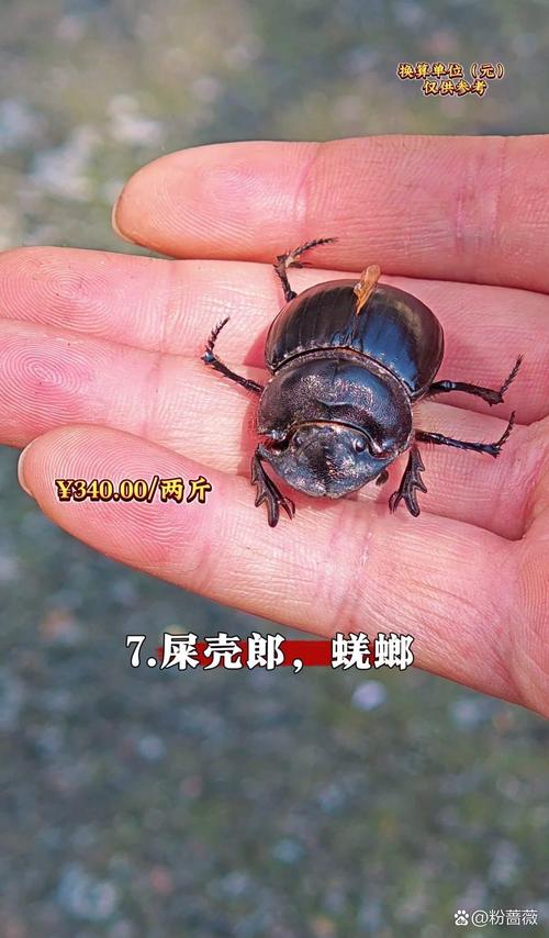 有尾须的昆虫可能是甲虫吗（昆虫尾须多样功能揭示生态与分类线索，别再以尾长判类）