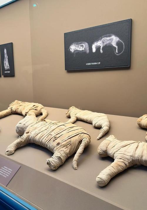 古埃及人为什么把猫做成木乃伊（月亮象征家园与伦理争议）