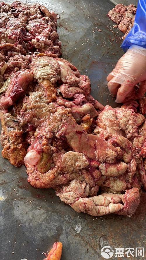 鲤鱼冬天甩鱼籽吗（18-25℃春夏最活跃）