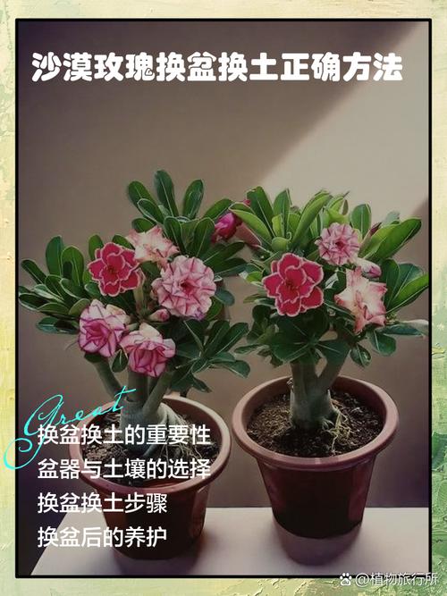 只用土加沙子可以种花吗（砂土混合透气有养分 常见搭配与黄金比例一览）