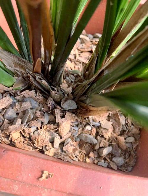 松树皮拌土养花好吗（兰花基质配比与养护要点）