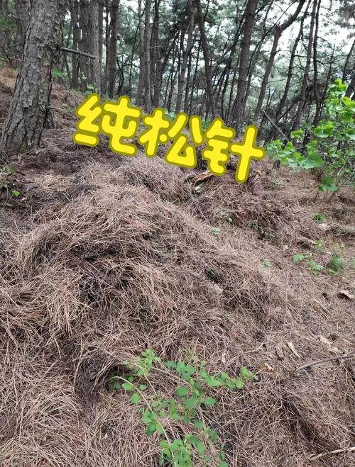 松针晒干后能直接用来养花吗(松针不能直接拌土,先高温发酵成松针土或制成松针液肥再混花土)