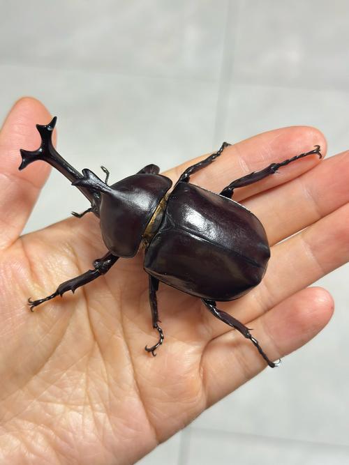 最大的独角仙是什么（长戟大兜虫与双叉犀金龟要点）