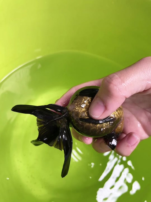 金鱼甩籽几天出小鱼（水温溶氧水质稳定，20℃最佳）