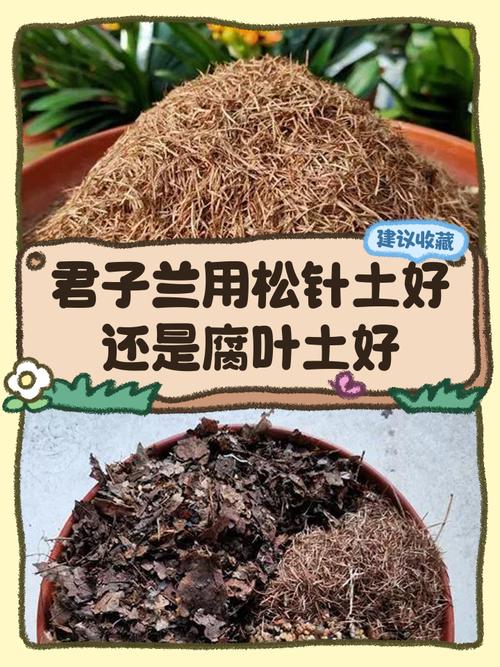 只用松针土养花可以吗（松针土能调酸增透气，适合茶花杜鹃栀子，使用注意）