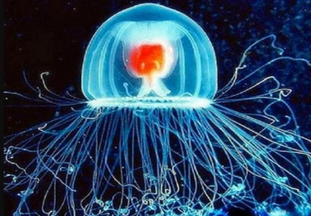 灯塔水母真的永生吗（转分化重启生命周期与抗衰前景）