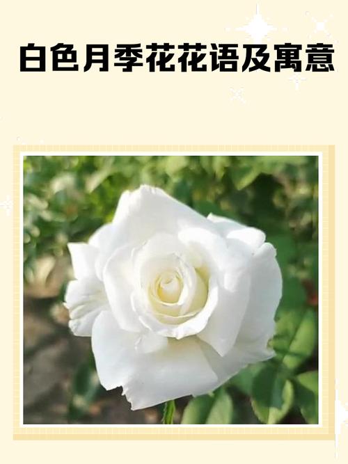 纯牛奶能给月季花吗（春季牛奶发酵浇花法1比50稀释护根）