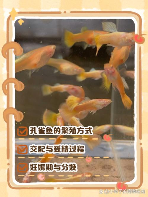 热带凤尾鱼几天喂一次最佳（成鱼日喂2次幼鱼4至6次换水周期）