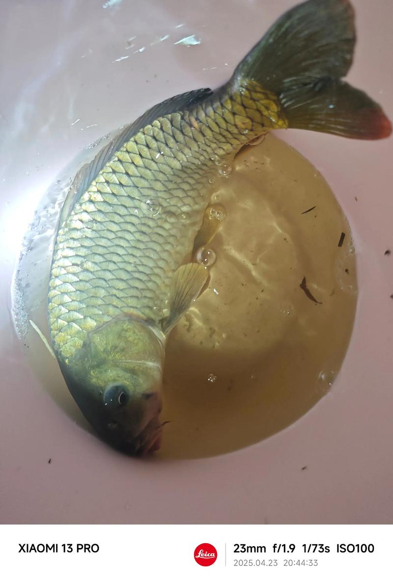 鲤鱼晚上甩籽吗（18–25℃最活跃，光照与水流关键）