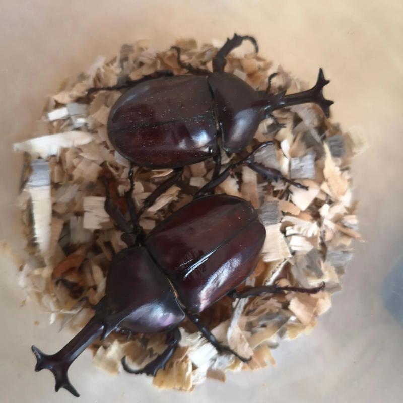 甲虫独角仙会咬人吗（环境喂养与安全防咬）