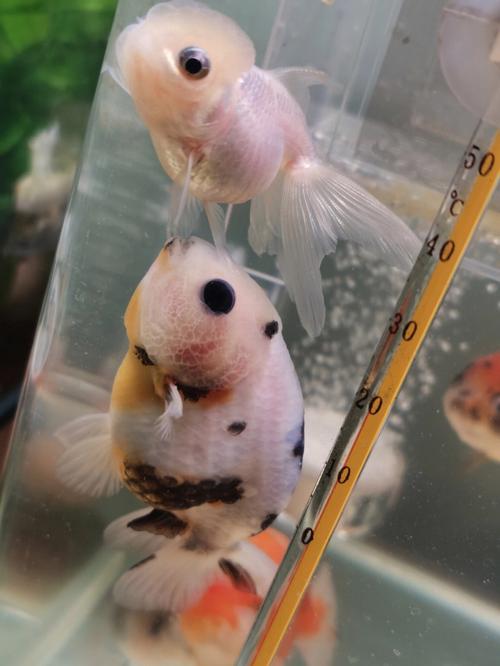 金鱼追逐后几天甩籽（控温分离记录）