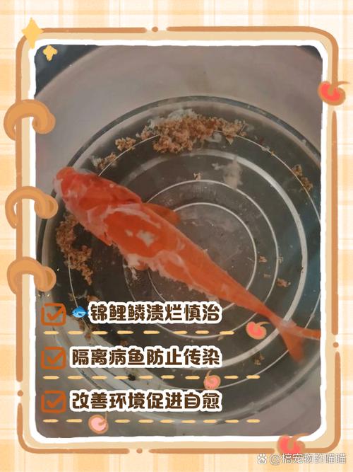 锦鲤甩籽后怎么处理（锦鲤繁育产卵后受精卵清理与幼鱼喂养要点）