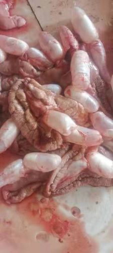 鲤鱼籽几天孵化（温度水质光线与分缸养护）