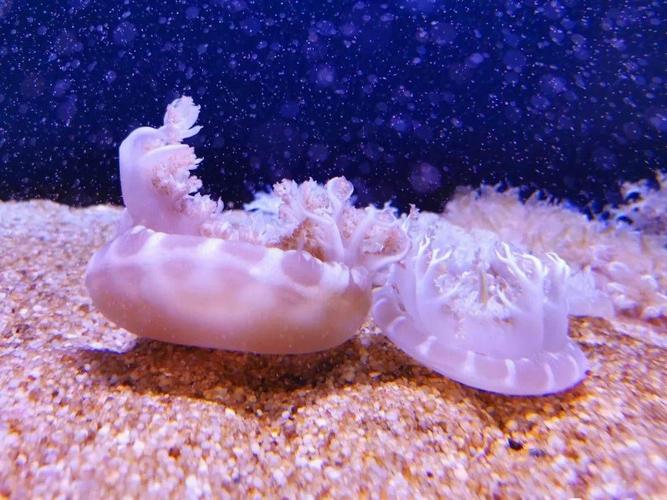 海月水母能活多久（海月水母寿命受水质温度影响，养护要点全讲）