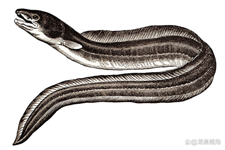 欧洲鳗鲡分布在哪些地区（欧洲鳗鲡全球分布与跨境保护要点）