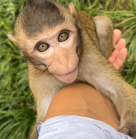 世界上最珍稀的猴子——食蟹猴（红树林保护与社区参与成关键）