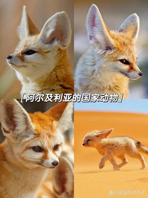 大耳狐分布在哪些地区（洞穴夜行与栖息地保护要点）