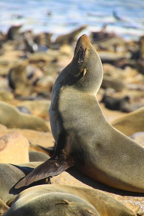 在自然界的生物中（守护地球生物多样性遗传物种生态三层保护蓝图）