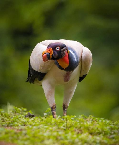 王鹫分布在哪些地区（墨西哥南部至阿根廷北部的高空腐肉猎手与栖息地保护）