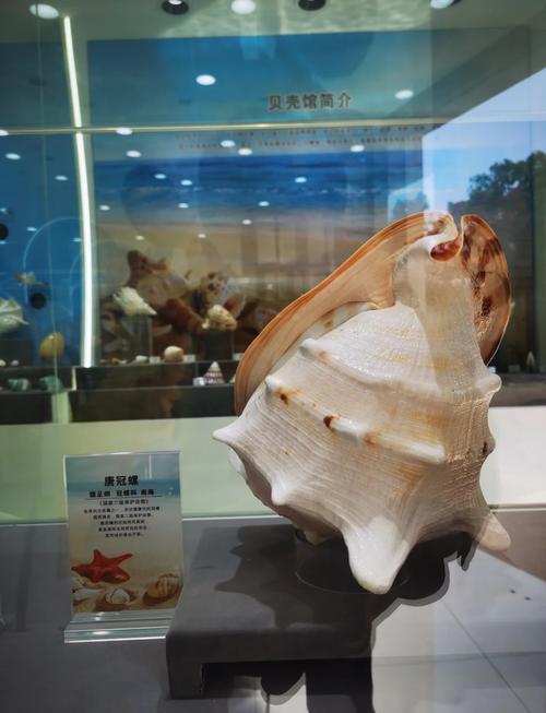 唐冠螺为何是世界上最大的海螺(世界最大海螺之一,壳色随成长的美学与文化记忆) 唐冠螺为何是世界上最大的海螺(世界最大海螺之一,壳色随成长的美学与文化记忆)