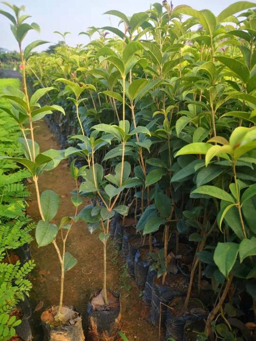 榄仁树长什么样子(海滨高大热带乔木,木材药用核仁可食)