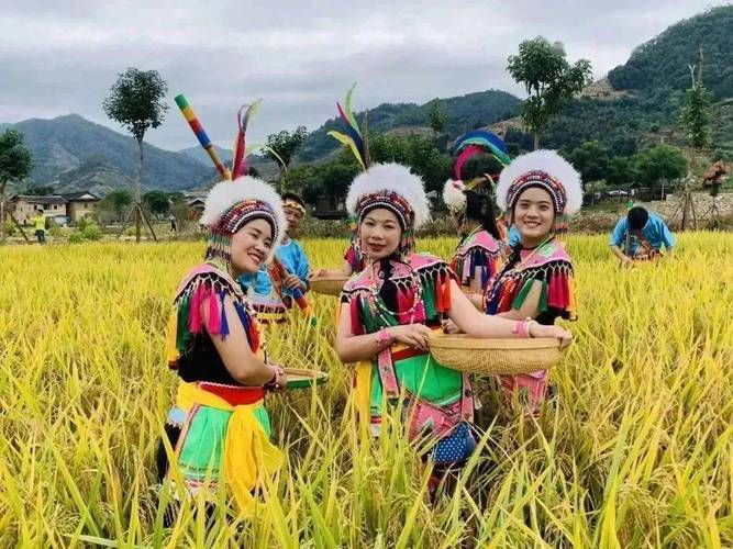 高山族传统节日从播种祭到丰年祭的传承与参与