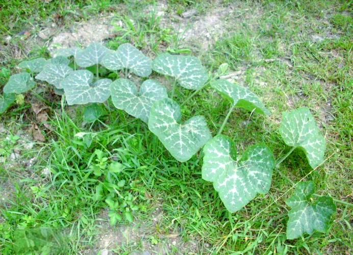 喷瓜有什么特征(果实喷射防御,射程5–10米的植物) 喷瓜有什么特征(果实喷射防御,射程5–10米的植物)