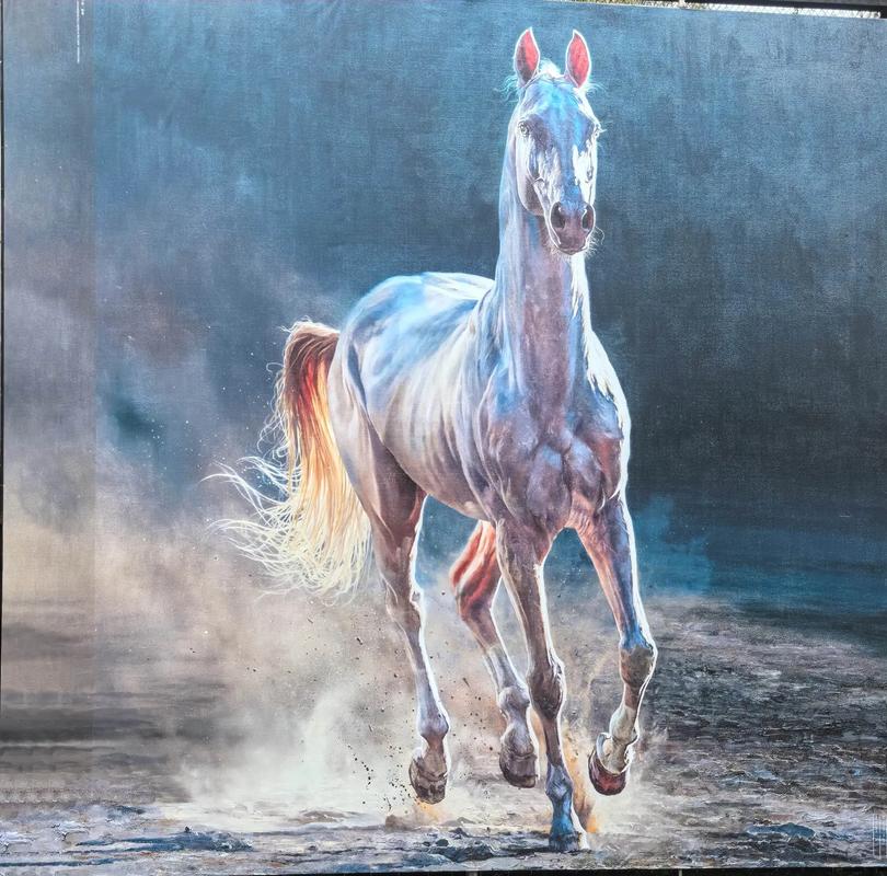 汗血宝马简介（汗血宝马土库曼国宝耐沙漠传奇骏马）